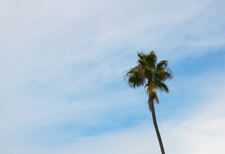 green palm tree under blue sky during daytime