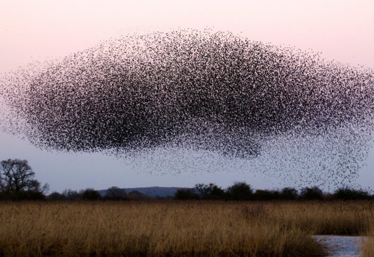 a large flock of birds flying over a field